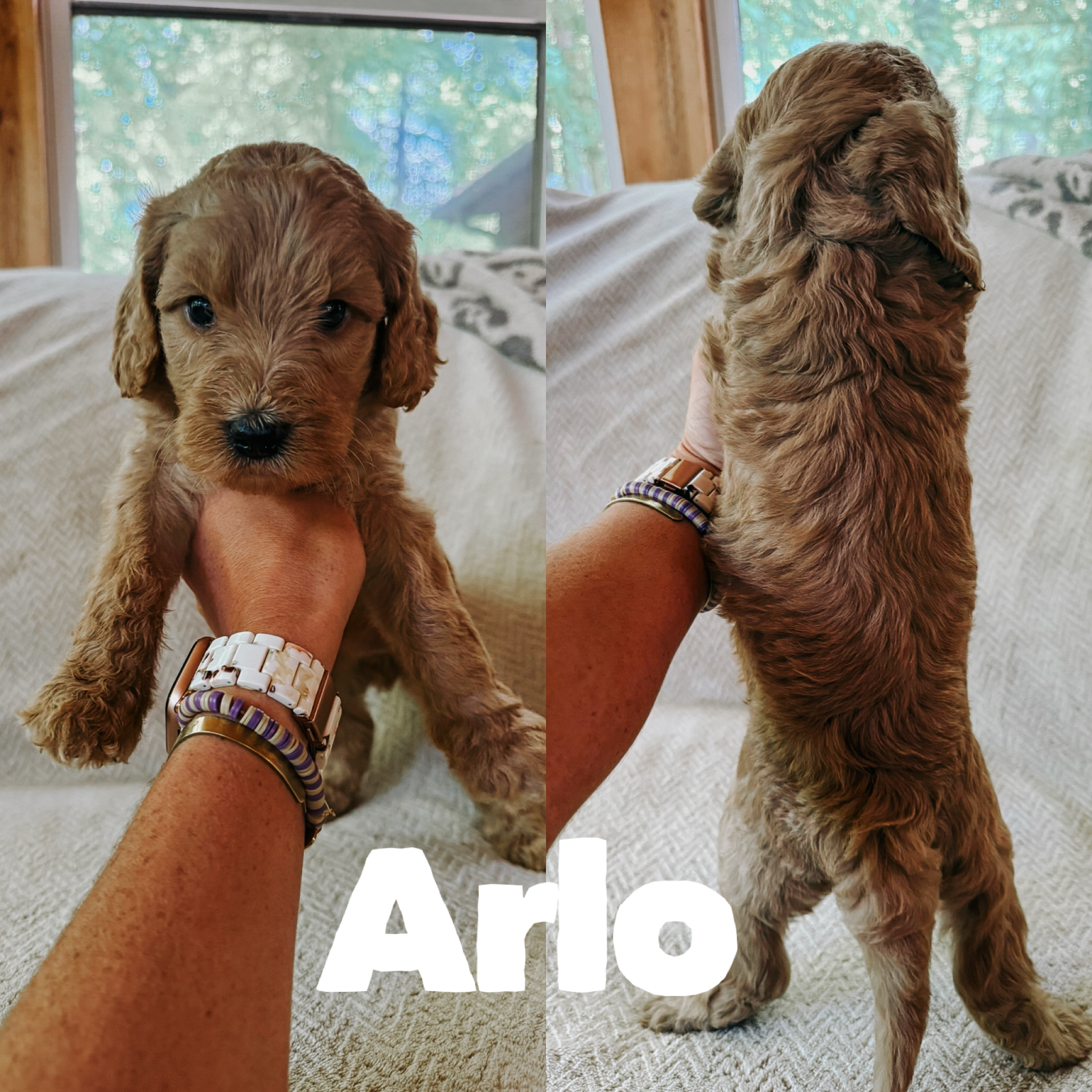 Arlo 1